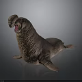 Brown Walrus With Open Mouth And Tusks In Lying Posture On Dark Background