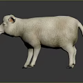 White Lamb Model Standing On Dark Background With Shiny Surface And Realistic Texture