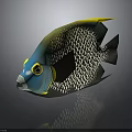 Colorful Tropical Fish With Blue Head Yellow Eye Rings Black White Scales And Yellow Fin