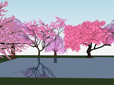 Beautiful Pink Blossom Trees With Water Reflections And Blue Sky Background 3d model