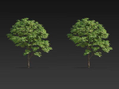 Two Healthy Arbor Trees Displaying Lush Green Foliage And Strong Trunks 3d model