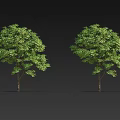 Two Healthy Arbor Trees Displaying Lush Green Foliage And Strong Trunks