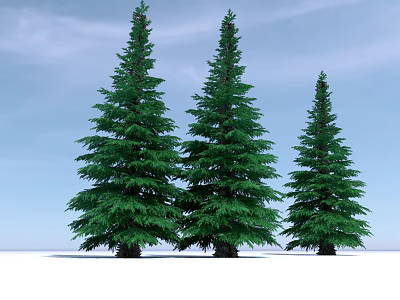 Three Tall Green Pine Trees Against Clear Blue Sky With Snowy Ground 3d model