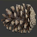 Pine cone plant game item 3d model