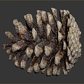 Pine cone plant game item 3d model