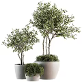 Bonsai Plants In Different Sizes With White Trunks And Lush Green Leaves In Gray Pots