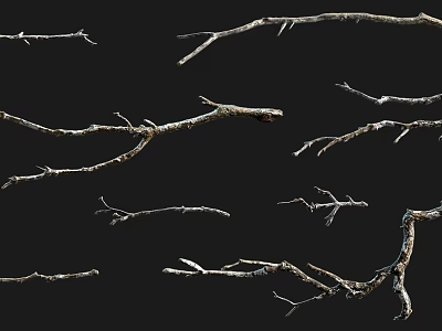 Dry Tree Branches with Various Shapes Isolated on Black Background 3d model