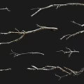 Dry Tree Branches with Various Shapes Isolated on Black Background 3d model