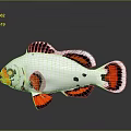 Colorful Tropical Fish With White Body Black Orange Markings On Fins Tail And Eye Accents