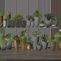 Various Types Of Modern Minimalist Potted Bonsai Plants In Different Planters On Shelves And Floor