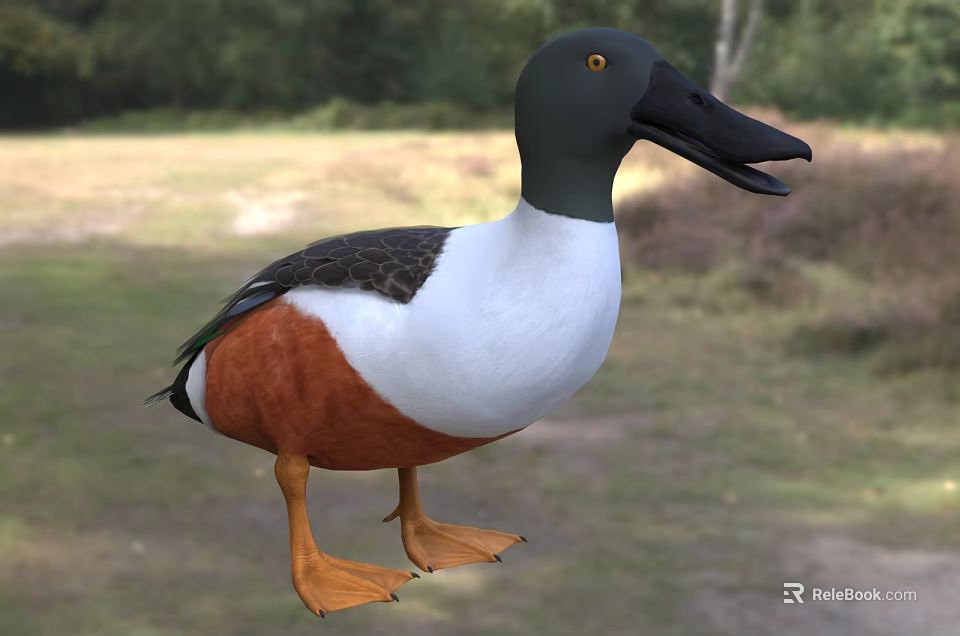 Wild Duck With Open Beak Gray Head White Chest And Orange Body Near Water 3d model 