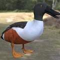Wild Duck With Open Beak Gray Head White Chest And Orange Body Near Water