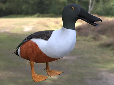 Wild Duck With Open Beak Gray Head White Chest And Orange Body Near Water 3d model