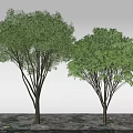 Two Healthy Arbor Trees With Lush Green Canopies On Natural Ground Surface