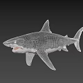 Great White Shark Swimming With Open Mouth Sharp Teeth Gray Skin