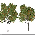 Two Fruit Trees With Green Leaves And Orange Fruits Standing Against White Background
