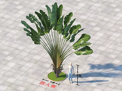 Traveler's Palm Bonsai Potted Plant 3 Meters Tall 2 Meters Wide with Person for Scale 3d model