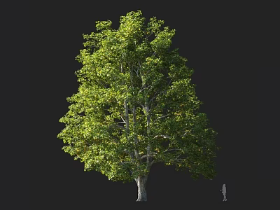 Lush Green Arbor With Dense Foliage Sturdy Trunk And Human Figure 3d model