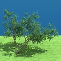 Arbor With Lush Green Leaves Multiple Branches On Green Grass Under Blue Sky