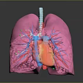 Detailed 3D Human Lung Anatomical Model Medical Device For Respiratory System Education And Training
