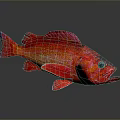 Red Fish with Red Fins and Black Eyes on Grey Background with Reflection