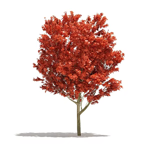 Plant Tree Outdoor Landscape Tree Garden Landscape Tree Red Tree Maple Tree Flower Tree 3d model