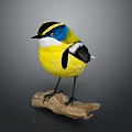 Colorful Bird With Yellow Body Blue Face Black White Head Perched On Wooden Branch