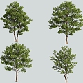 tree landscape tree 3d model