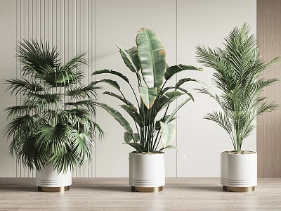 Indoor Large Potted Plants in White Pots with Gold Bases for Modern Home Decor 3d model