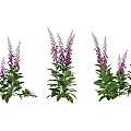 Vibrant Purple Digitalis Flowers With Lush Green Leaves In Garden