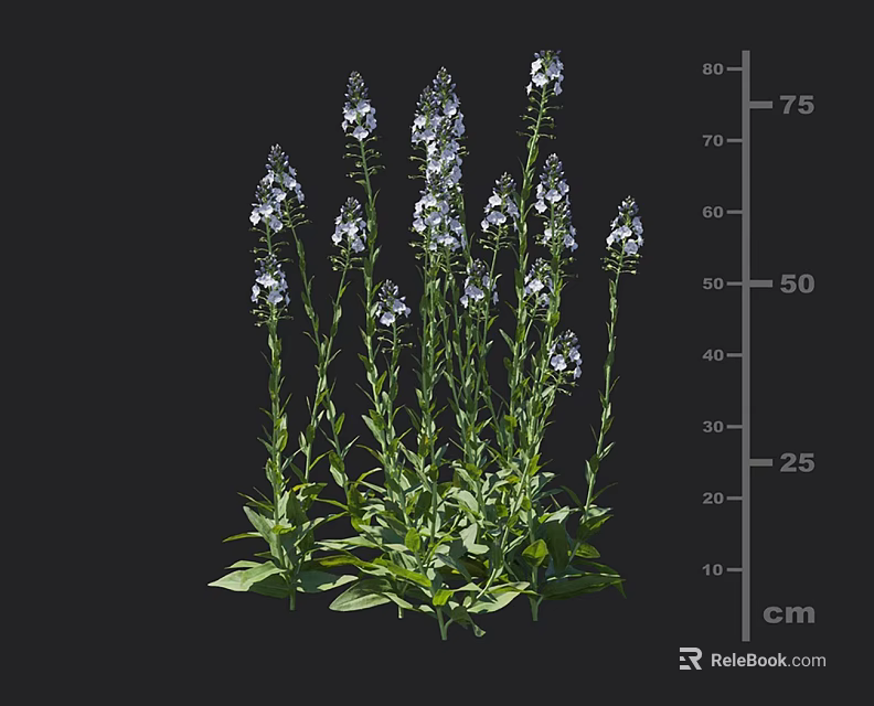 White Flowering Plant With Green Leaves And Slender Stems Measuring 75cm Height 3d model 