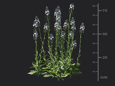 White Flowering Plant With Green Leaves And Slender Stems Measuring 75cm Height 3d model