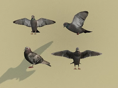Flying Animals Pigeons in Various Poses with Spread Wings Standing and Shadows 3d model