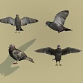 Flying Animals Pigeons in Various Poses with Spread Wings Standing and Shadows