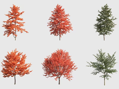Ornamental Arbor Trees With Red And Green Foliage In Various Shapes For Landscaping 3d model