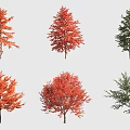 Ornamental Arbor Trees With Red And Green Foliage In Various Shapes For Landscaping
