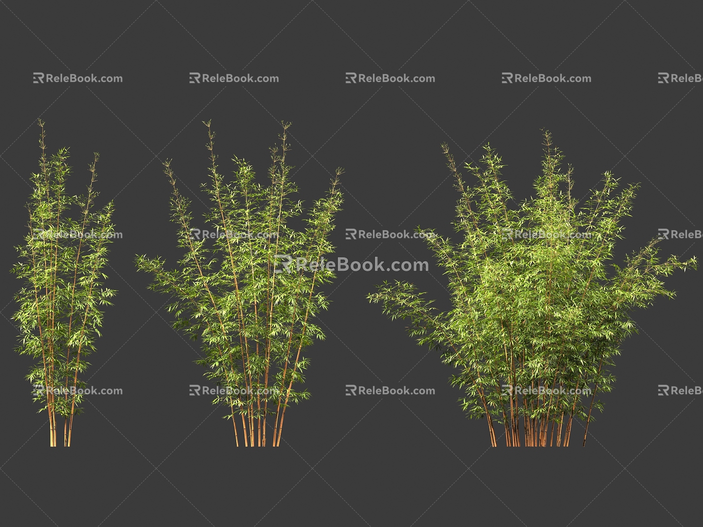 Mom Bamboo Bamboo Landscape Bamboo Luohan Bamboo Green Planting 3d model