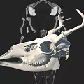 White Deer Skull With Intricate Antler Structure And Detailed Bone Features