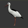 White Stork With Black Wings Red Beak And Spread Wings On Gray Background