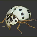 White Ladybug With Black Spots Orange Legs And Black And White Patterned Head 3d model