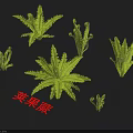 Ostrich Fern Plants Display With Green Fronds In Various Growth Stages