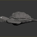 Modern Turtle Turtle Turtle Cartoon Turtle 3d model