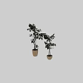 Bonsai Potted Plants with Different Heights Green Leaves and Slender Trunks in Beige Pots