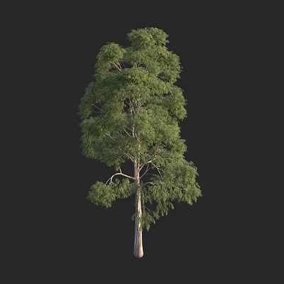 Lush Green Arbor with Dense Foliage and Straight Trunk in Isolated View 3d model