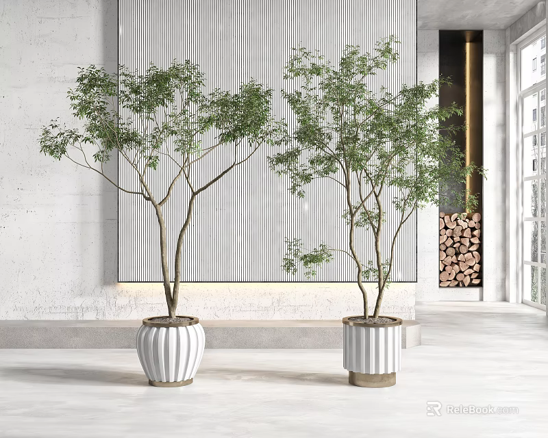 Bonsai Trees in White Textured Pots in Modern Interior with Natural Light 3d model 