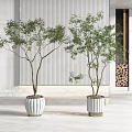 Bonsai Trees in White Textured Pots in Modern Interior with Natural Light