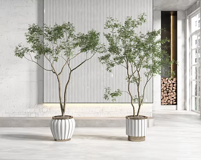 Bonsai Trees in White Textured Pots in Modern Interior with Natural Light 3d model