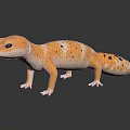 Orange Colored Gecko with Black Spots Standing on Dark Shiny Reflective Surface 3d model