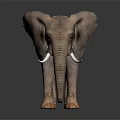 Gray Elephant With Long Tusks Standing On Dark Background With Reflection