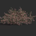 Lush Decorative Shrub With Pink Flowers Green Leaves And Dense Branches For Garden Landscaping
